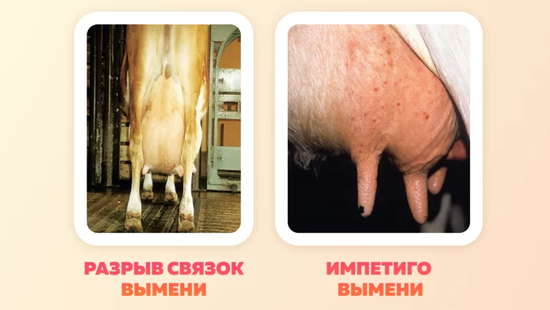 Неинфекционные заболевания вымени коров