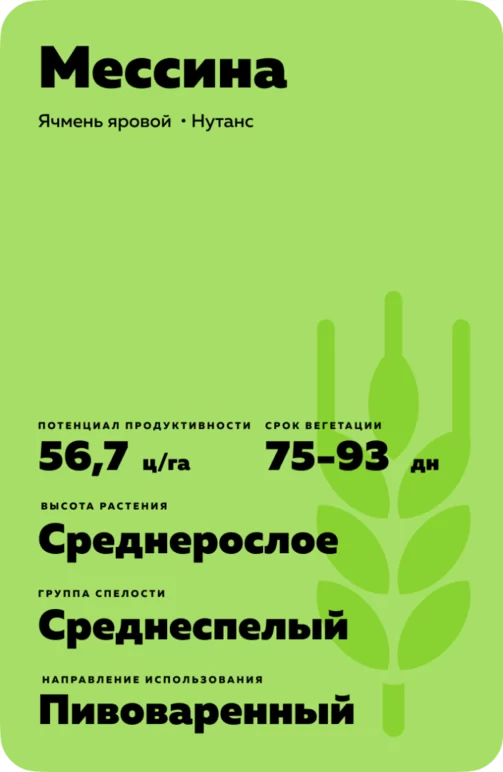 Мессина сорт ячменя ярового