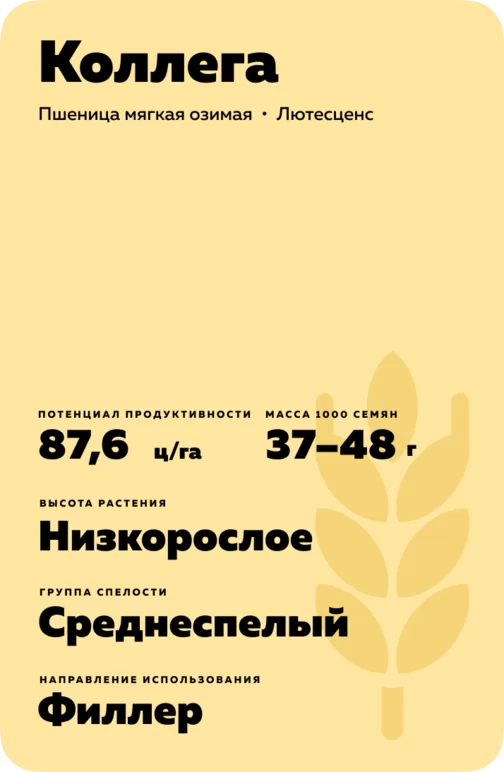 Коллега сорт мягкой яровой пшеницы