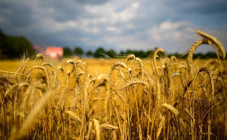 Экспортная пошлина на пшеницу из РФ с 26 октября вырастет до 3 028 руб/т