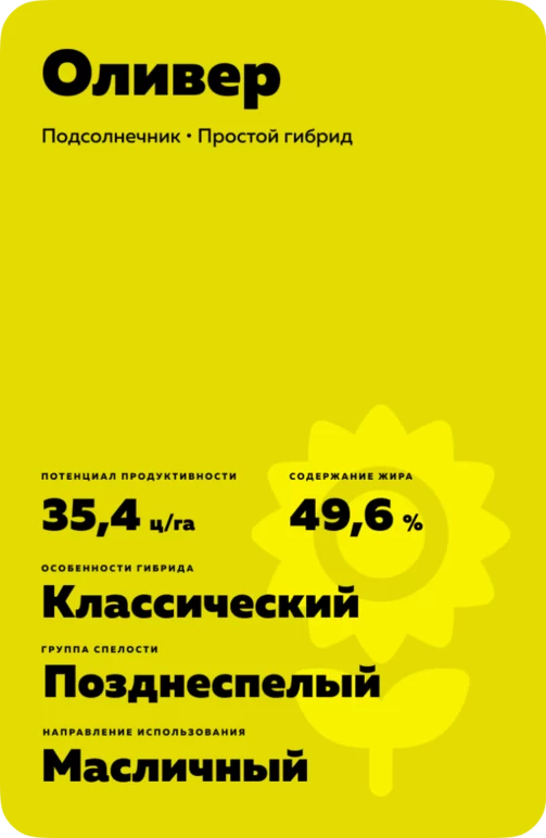 Оливер гибрид подсолнечника