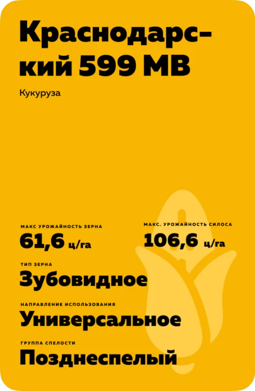 Краснодарский 599 МВ гибрид кукурузы