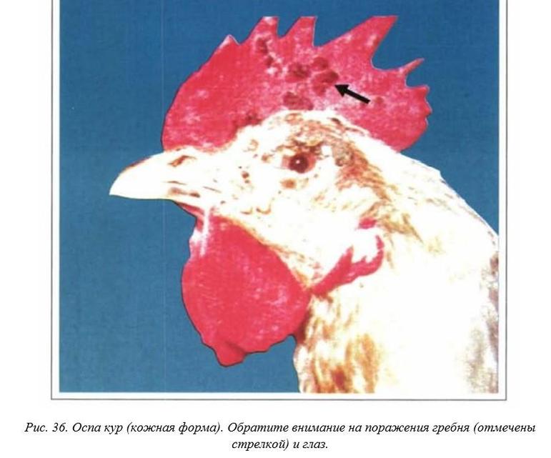 Вегад - Атлас болезней птицы. Ч. 4. Оспа кур (оспа-дифтерит)