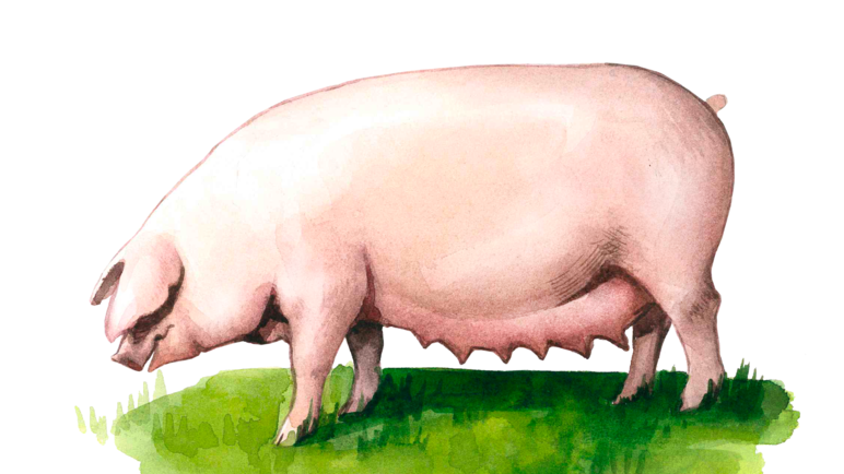 Туклинская порода свиней