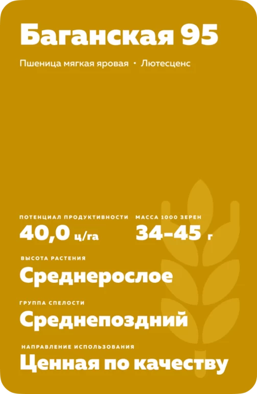 Баганская 95 сорт пшеницы яровой мягкой