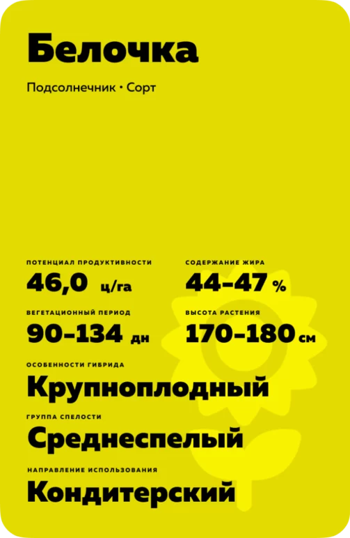 Белочка ® - сорт подсолнечника (Helianthus annuus L.)