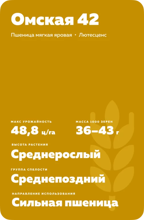 Омская 42 ® сорт мягкой яровой пшеницы