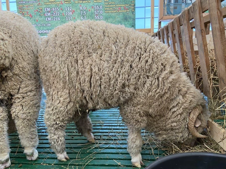 Манычский меринос - порода овец 