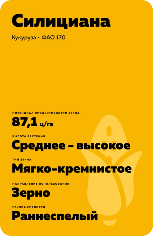 Силициана гибрид кукурузы