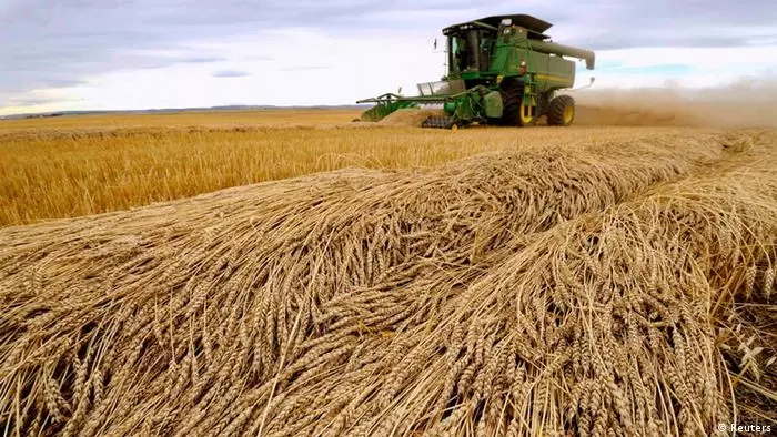 Объем собранного в России зерна достиг 43% от плана
