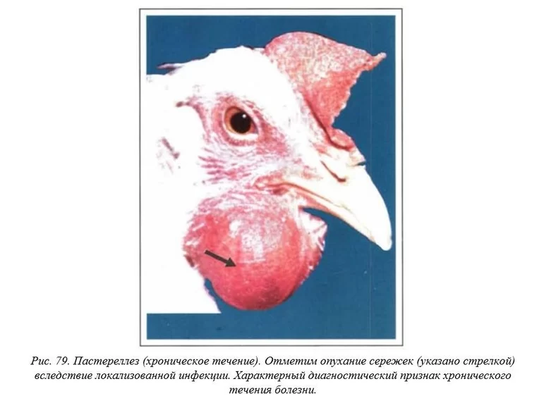 Вегад - Атлас болезней птицы. Ч. 13. Пастереллез (холера птицы)