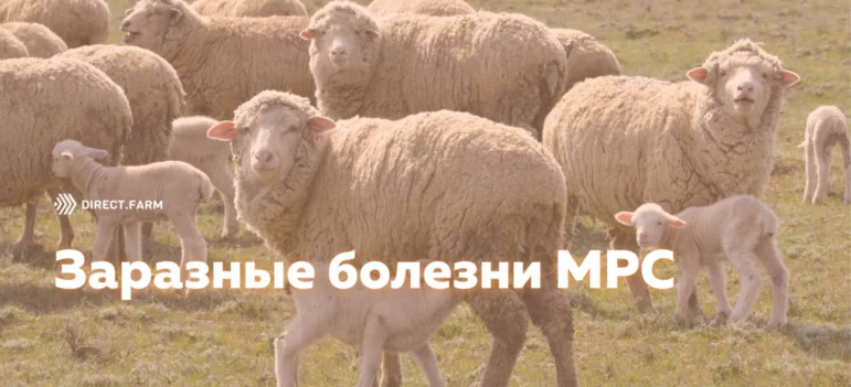 25 заразных заболеваний овец и коз
