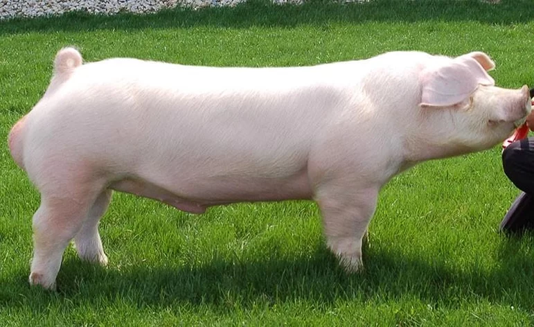 Ландрас – порода свиней