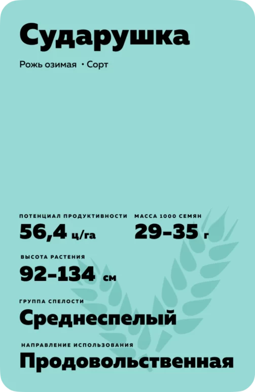 Сударушка рожь озимая