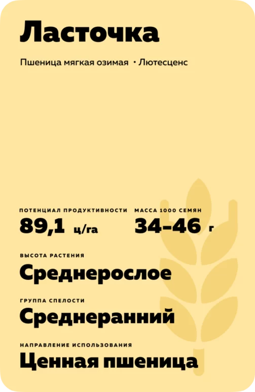 Ласточка сорт мягкой озимой пшеницы