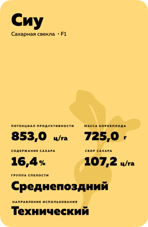 Сиу - гибрид свеклы сахарной (Beta vulgaris L. ssp. vulgaris var. saccharifera Alef.).
