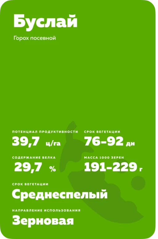Буслай ® - сорт гороха посевного (Pisum sativum L.).
