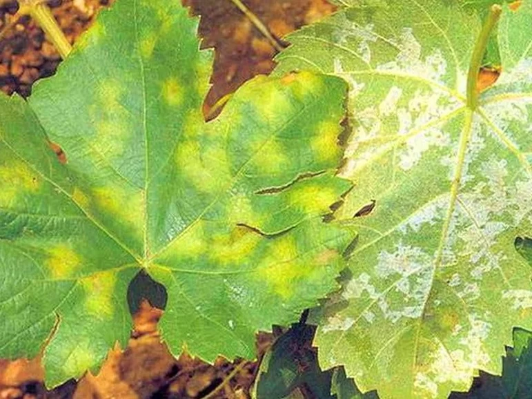С чем связано пожелтение листьев винограда? 