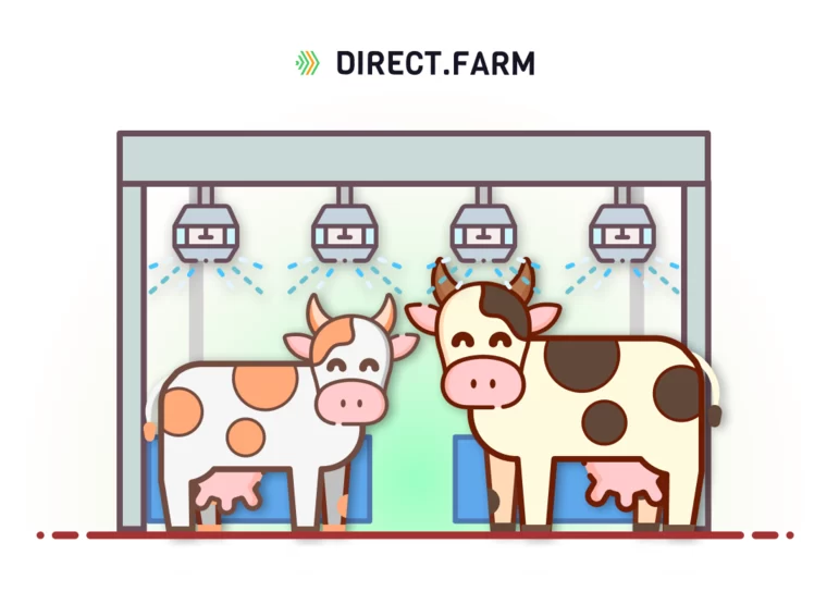 Сколько литров воды выливать на корову и с какой периодичностью?