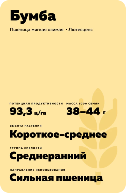 Бумба сорт мягкой озимой пшеницы