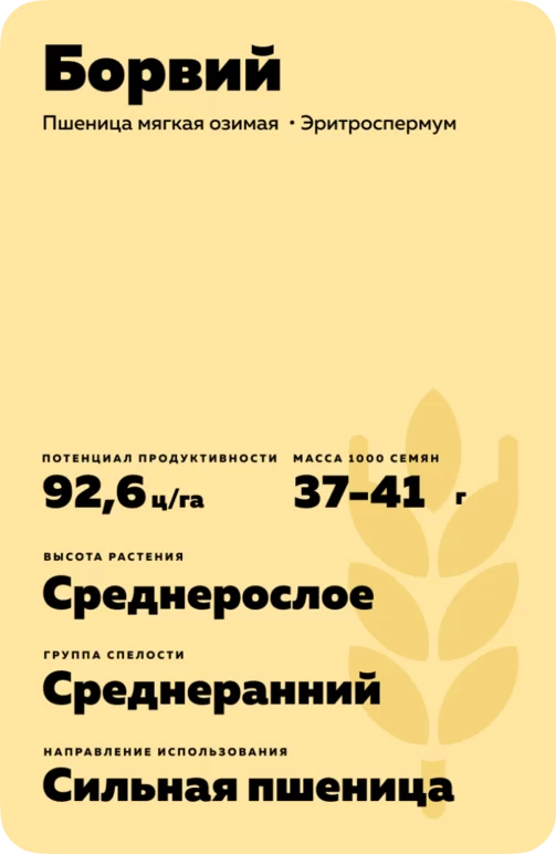 Борвий сорт пшеницы мягкой озимой