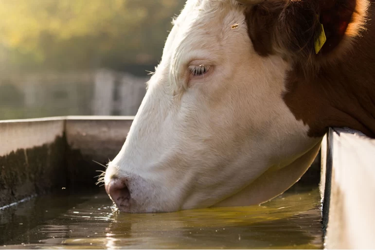 Кормление поможет молочным коровам преодолеть тепловой стресс