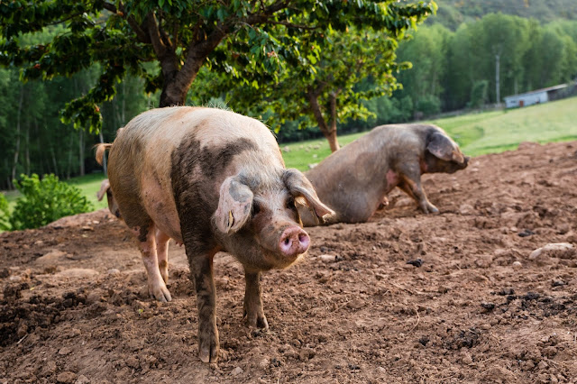 Бизаро – порода свиней 