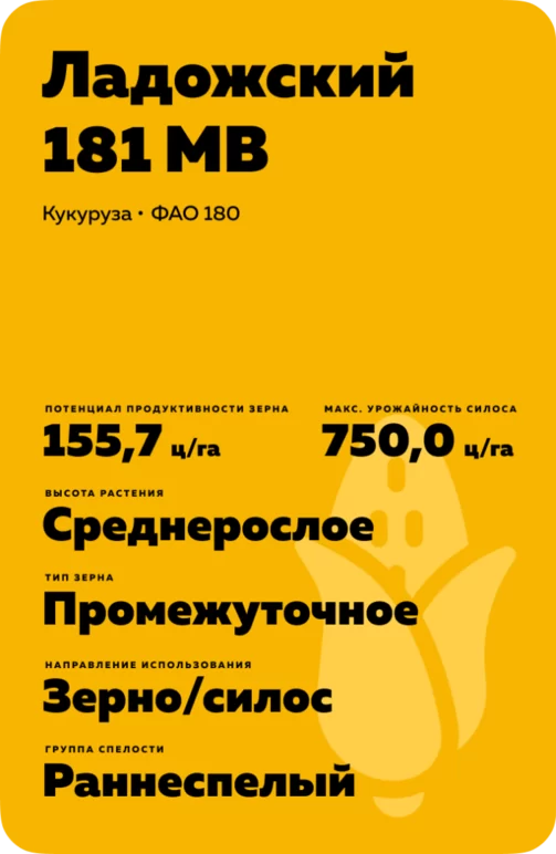 Ладожский 181 МВ гибрид кукурузы