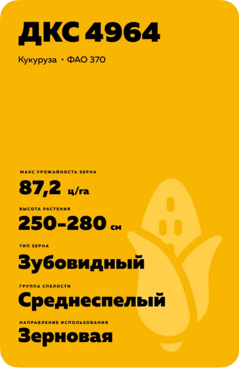 ДКС 4964 гибрид кукурузы