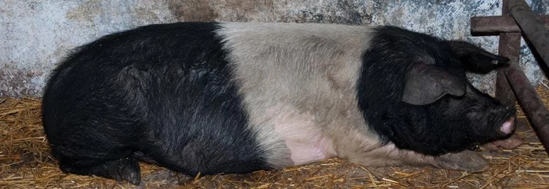 Базна (румынский сэддлбэк) – порода свиней