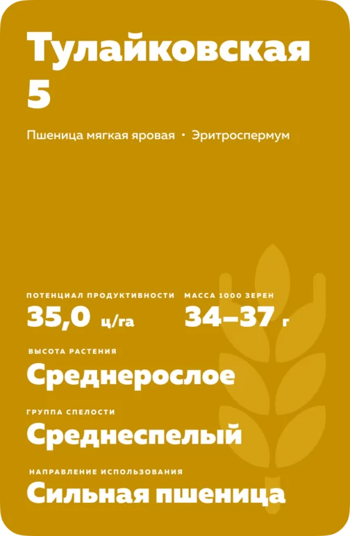 Тулайковская 5 сорт мягкой яровой пшеницы