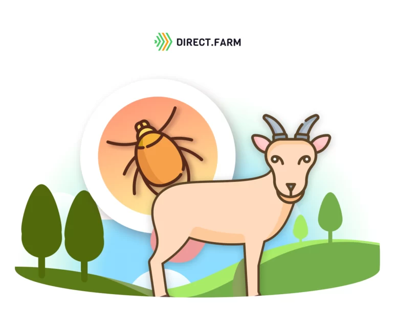 Как защитить коз от клещей? 
