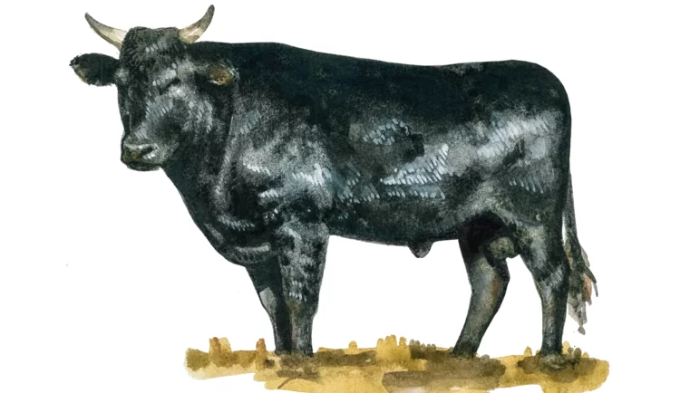 Порода коров Вагю