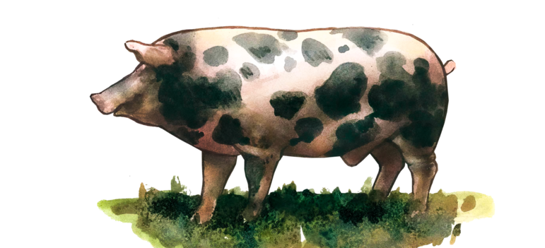 Литовская местная (литовская сережчатая) порода свиней