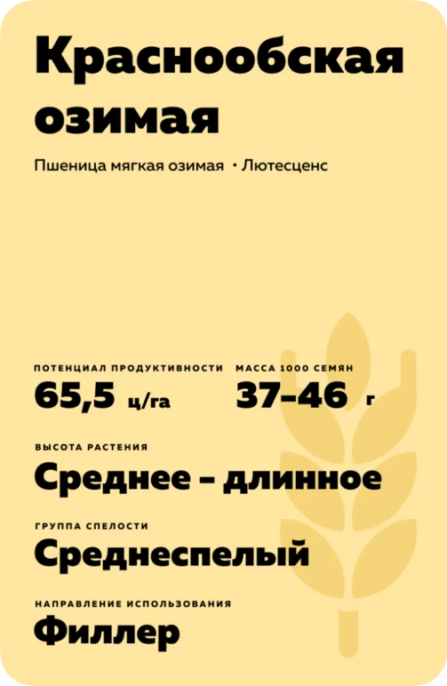 Краснообская озимая
