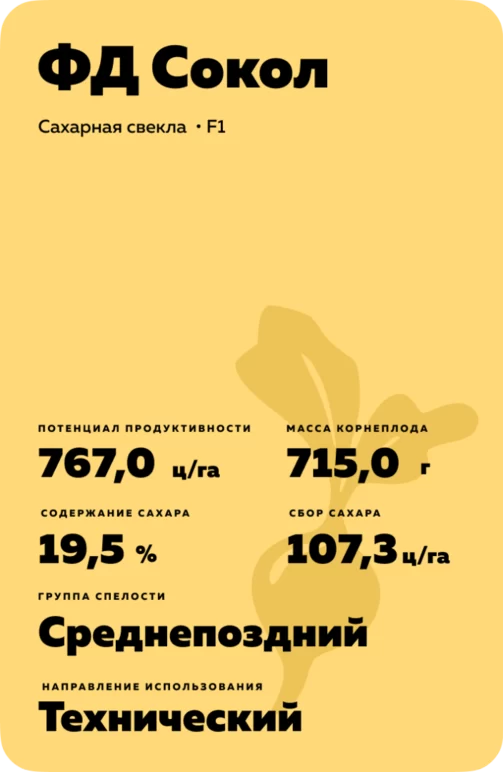 ФД Сокол - гибрид свеклы сахарной (Beta vulgaris L. ssp. vulgaris var. saccharifera Alef.).