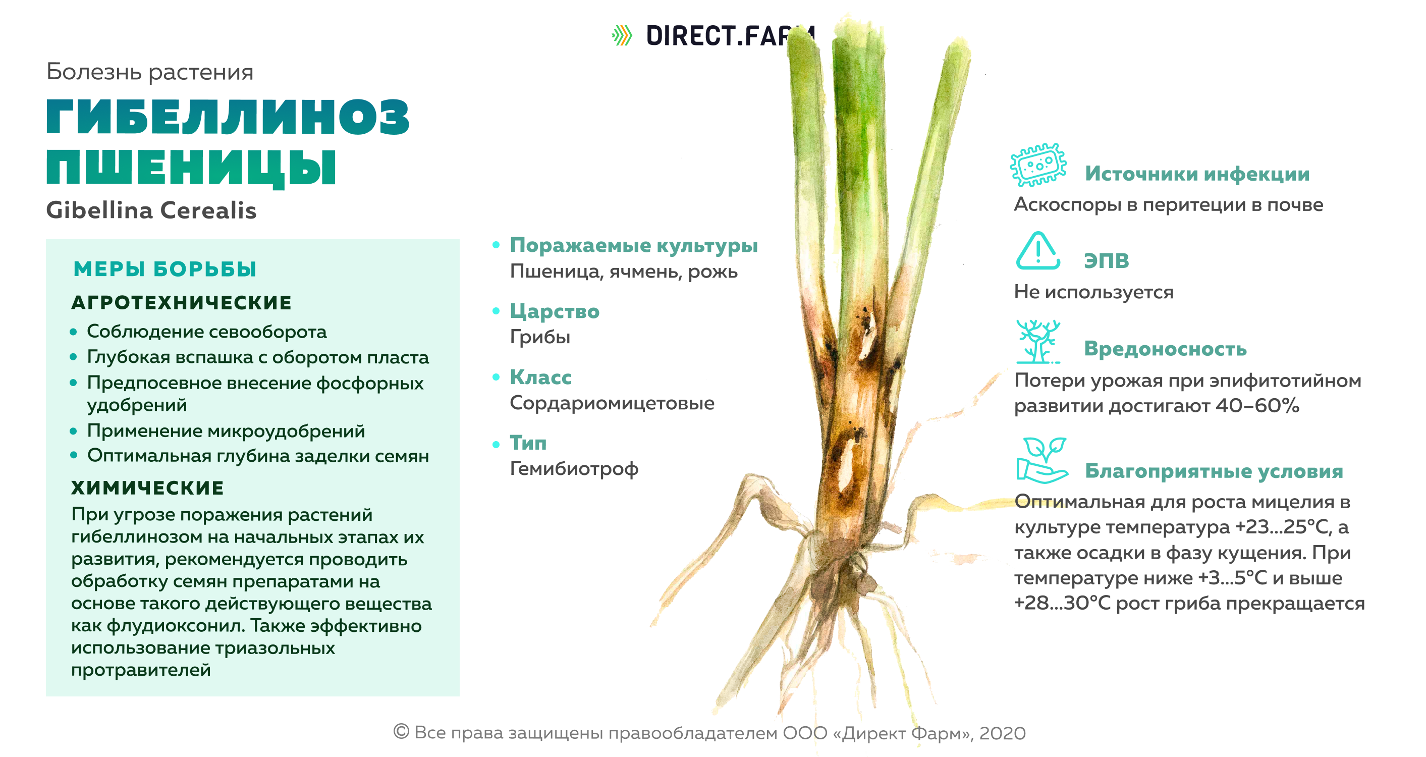 Гнили пшеницы. Фузариозная корневая гниль. Корневая гниль пшеницы. Фузариозная корневая гниль озимой пшеницы. Гибеллинозная прикорневая гниль пшеницы.