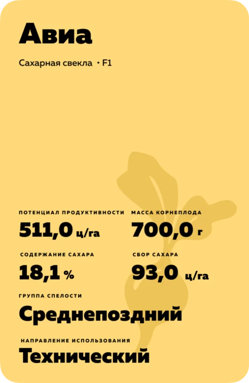Авиа - гибрид свеклы сахарной (Beta vulgaris L. ssp. vulgaris var. saccharifera Alef.).