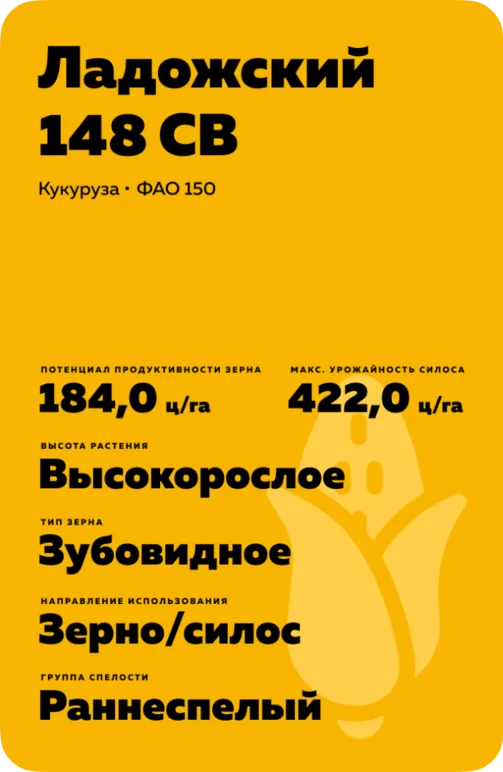 Ладожский 148 СВ гибрид кукурузы