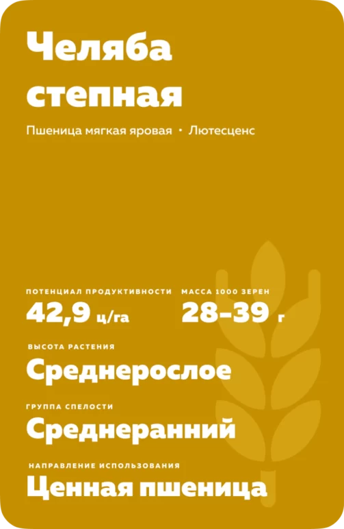Челяба степная