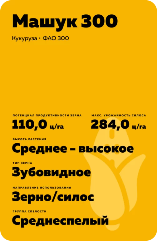 Машук 300 гибрид кукурузы