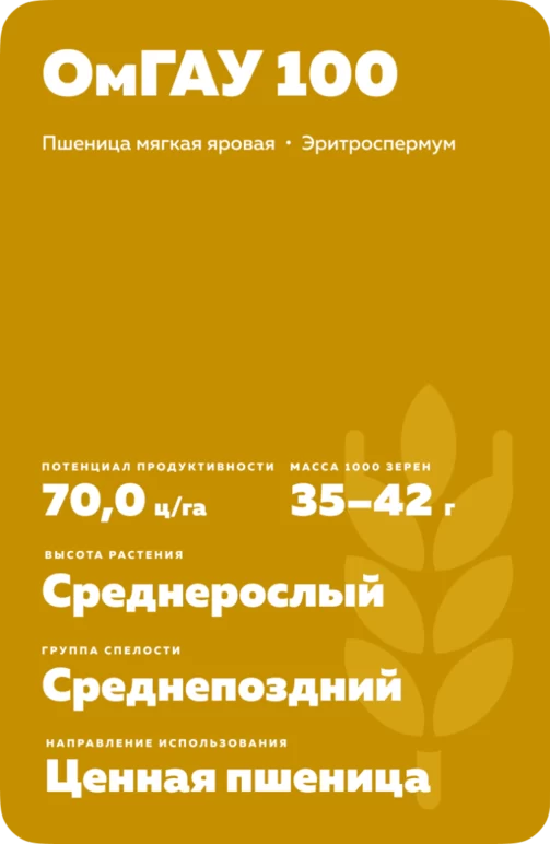 ОмГАУ 100 сорт пшеницы яровой