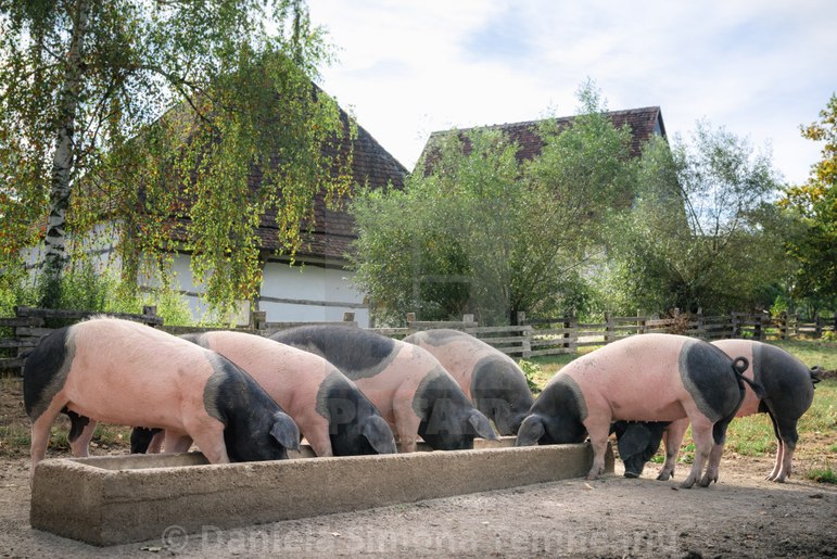Швабская порода свиней