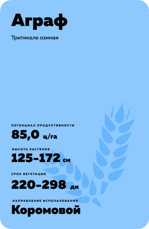 Аграф сорт тритикале озимой