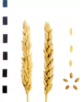 Таня сорт мягкой озимой пшеницы
