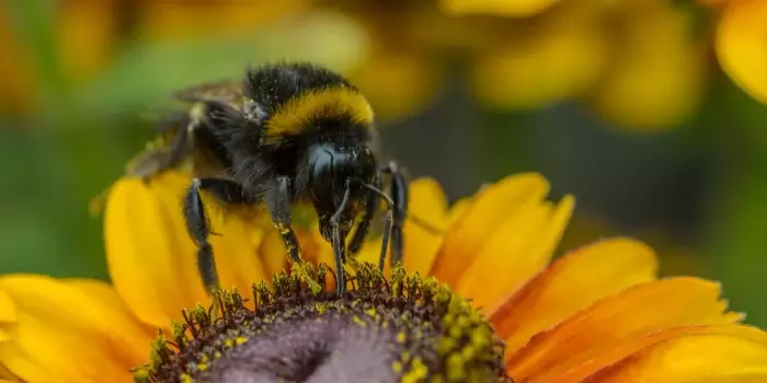 Аграрии США будут использовать пчёл для распыления фунгицидов на с/х культурах