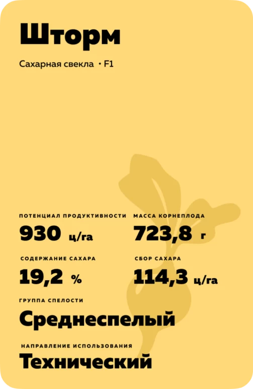Шторм гибрид сахарной свеклы