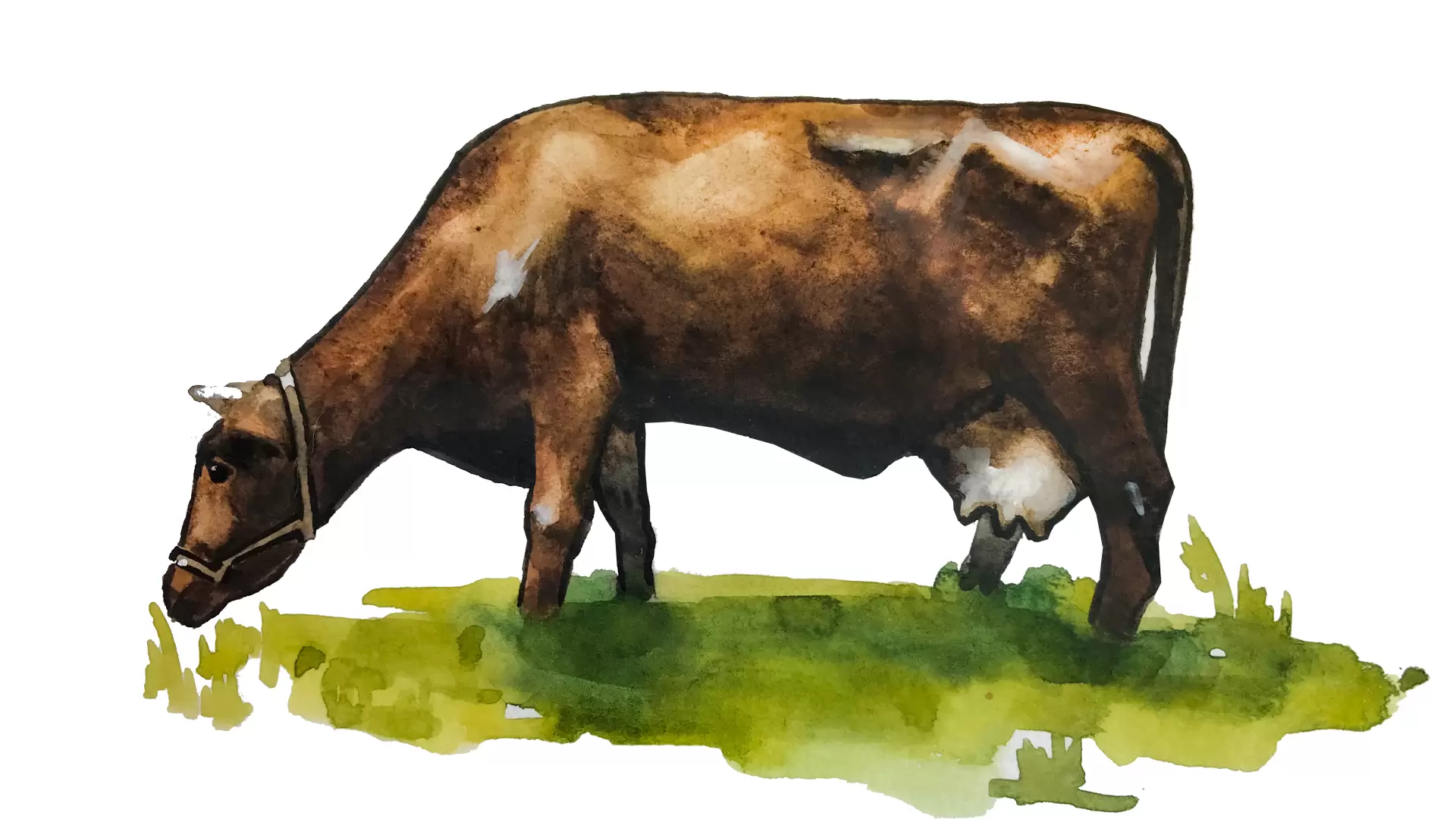 Суксунская порода коров: описание, характеристики, содержание и разведения, отзывы