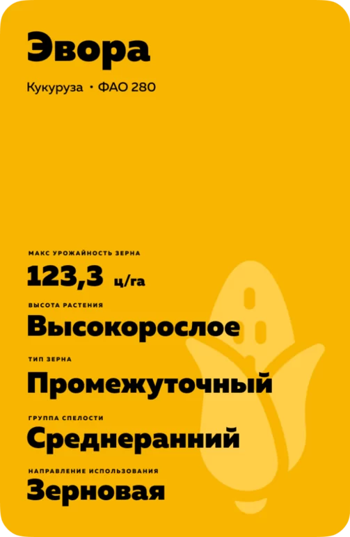 Эвора - гибрид кукурузы ( Zea mays L.)