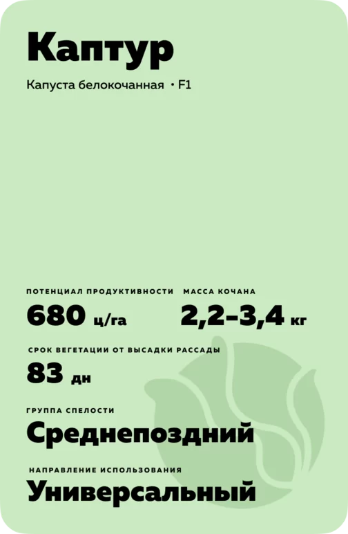 Каптур  (CAPTURE) гибрид капусты белокочанной